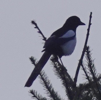 skjære - ML614985968