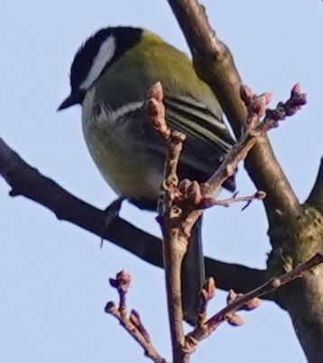 kjøttmeis - ML614985980