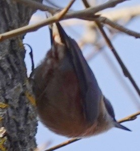 spettmeis - ML614985994