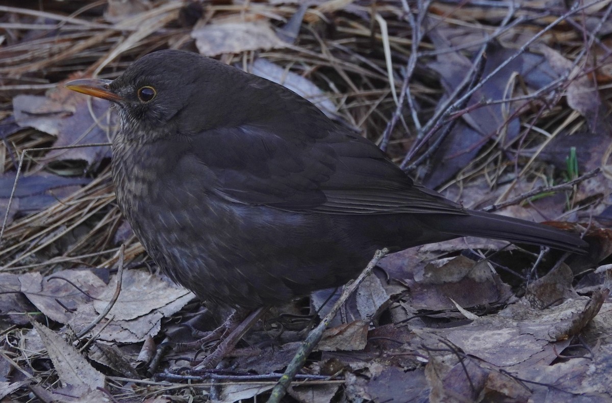 svarttrost - ML614986007