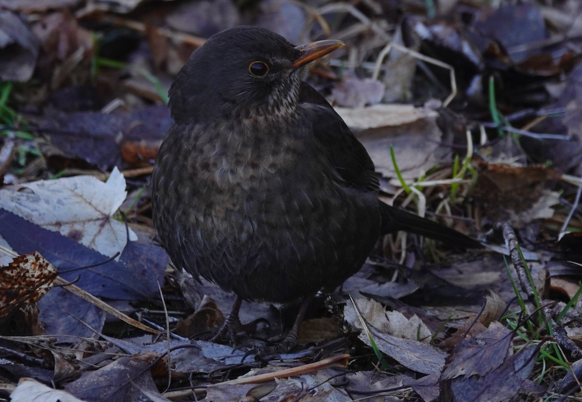 svarttrost - ML614986025