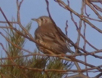 duetrost - ML614986035