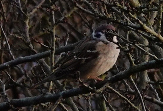 pilfink - ML614986047