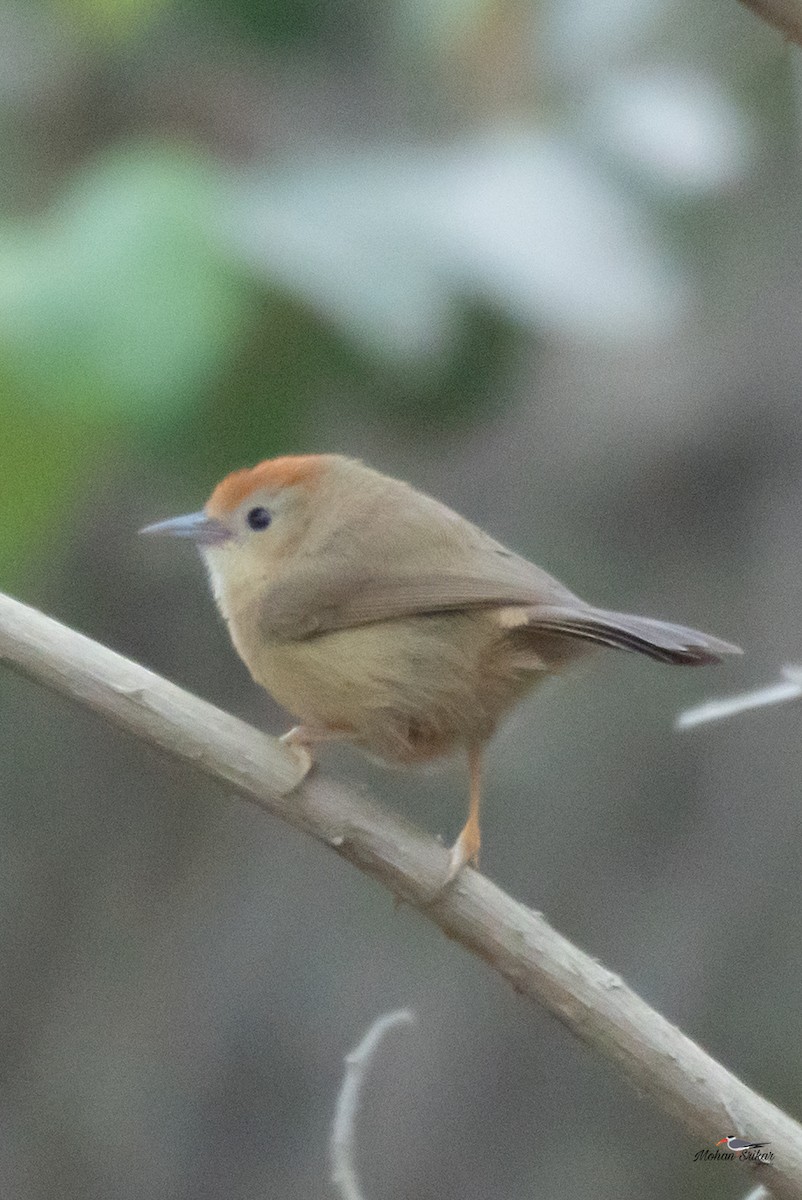 Buff-chested Babbler - ML614986048