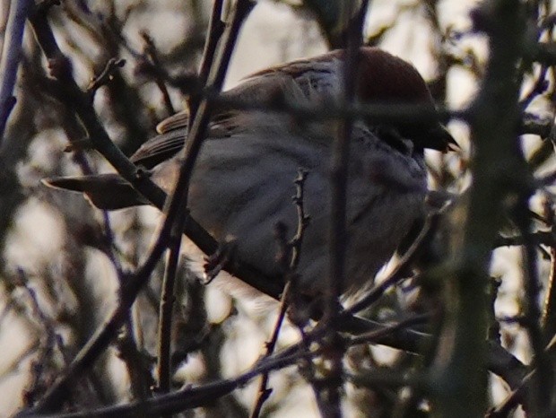 pilfink - ML614986052