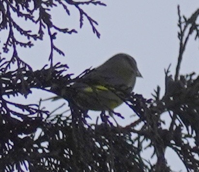 grønnfink - ML614986060