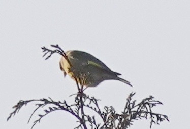 grønnfink - ML614986072