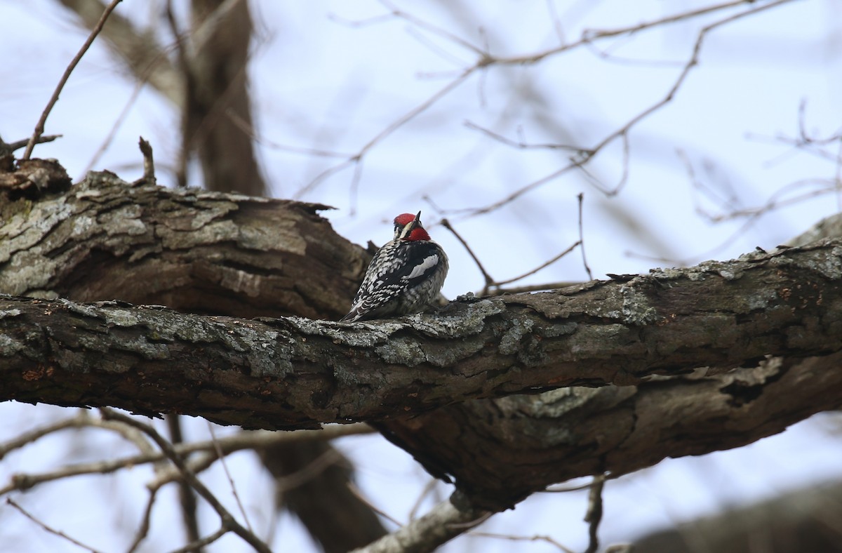 Yellow-bellied Sapsucker - ML614986090