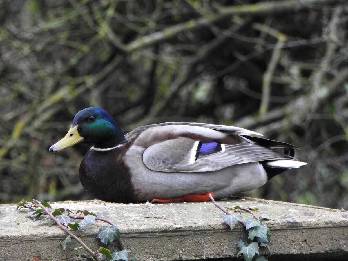 Mallard - Derek Gruar