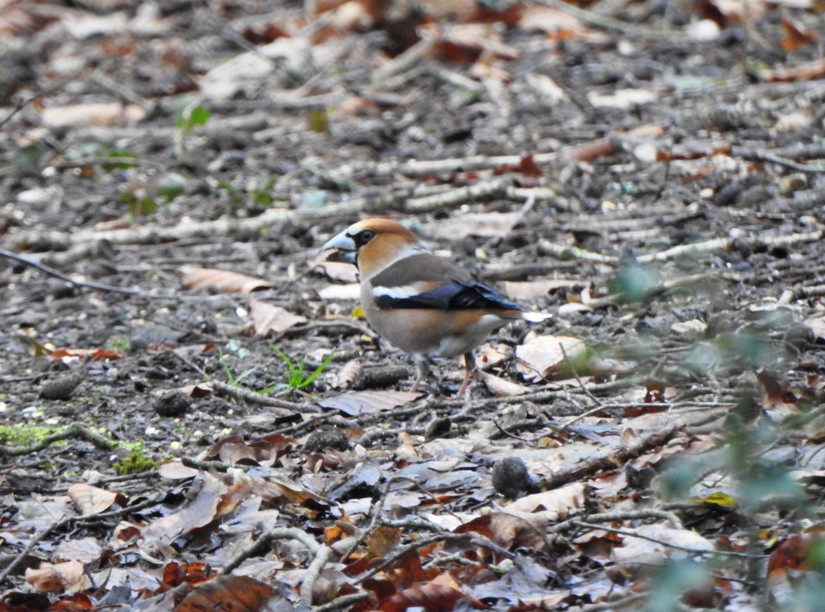 Hawfinch - Derek Gruar