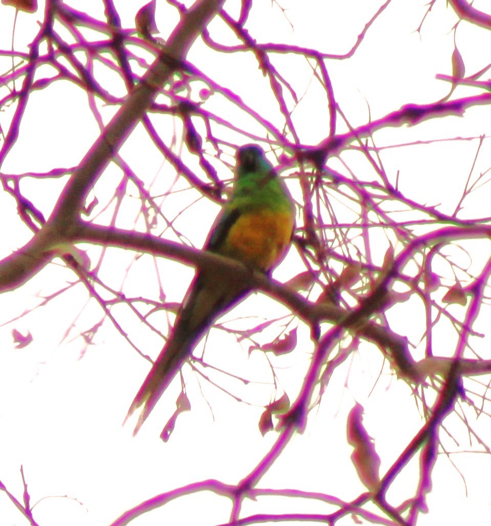 Red-rumped Parrot - ML614986150