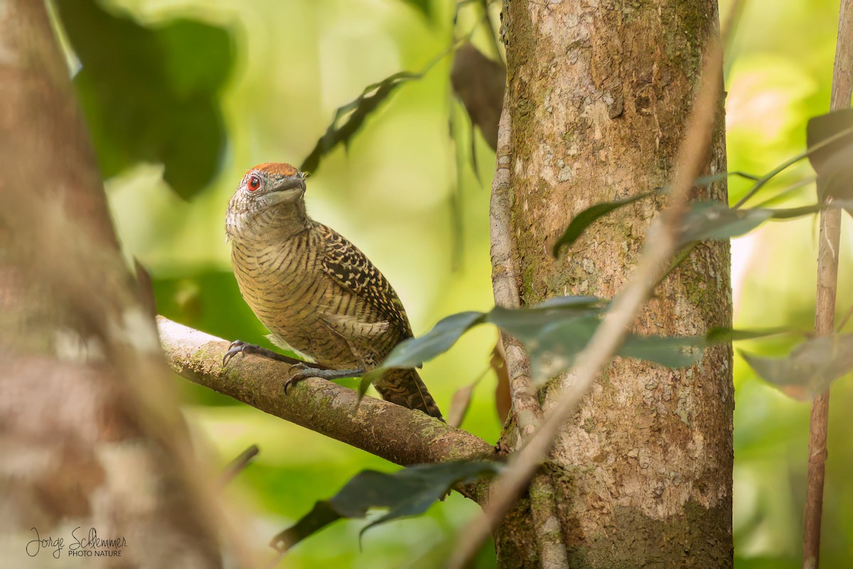 Fasciated Antshrike - ML614986170