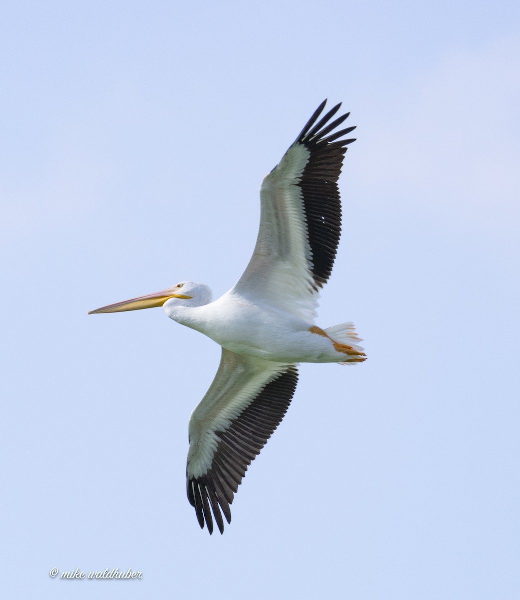 American White Pelican - ML614986239