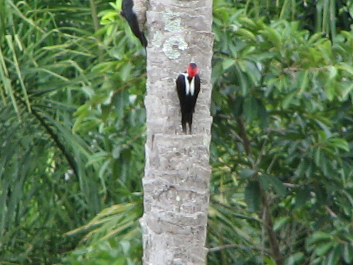 Crimson-crested Woodpecker - ML614986301