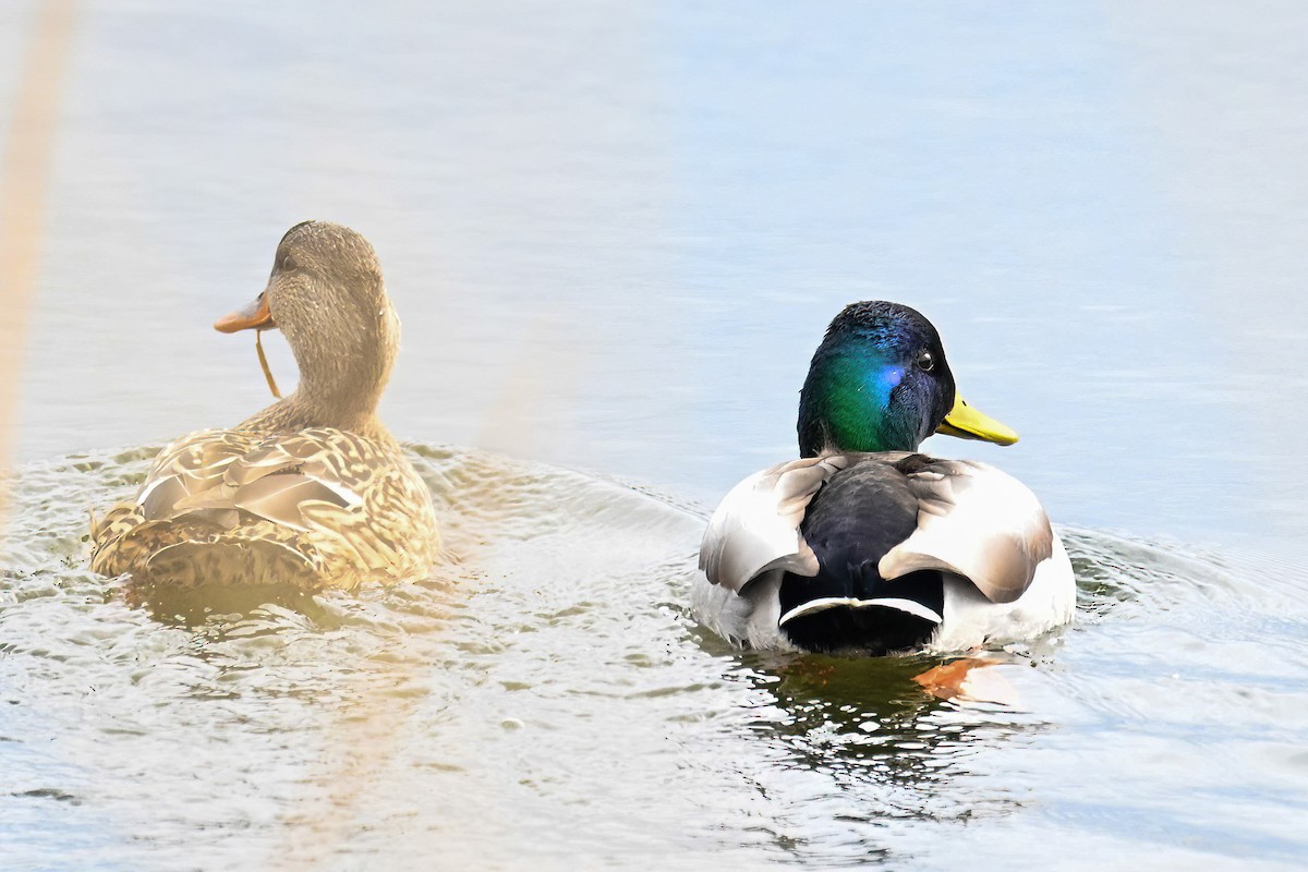 Mallard - John Kramer