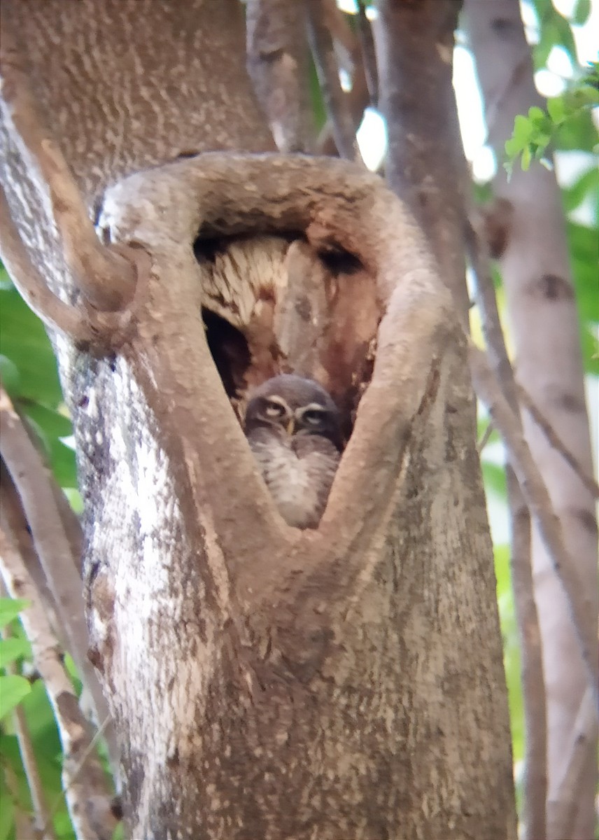 Spotted Owlet - ML614986329