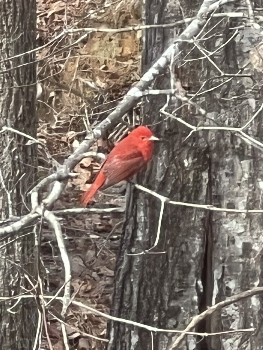 Summer Tanager - ML614986393