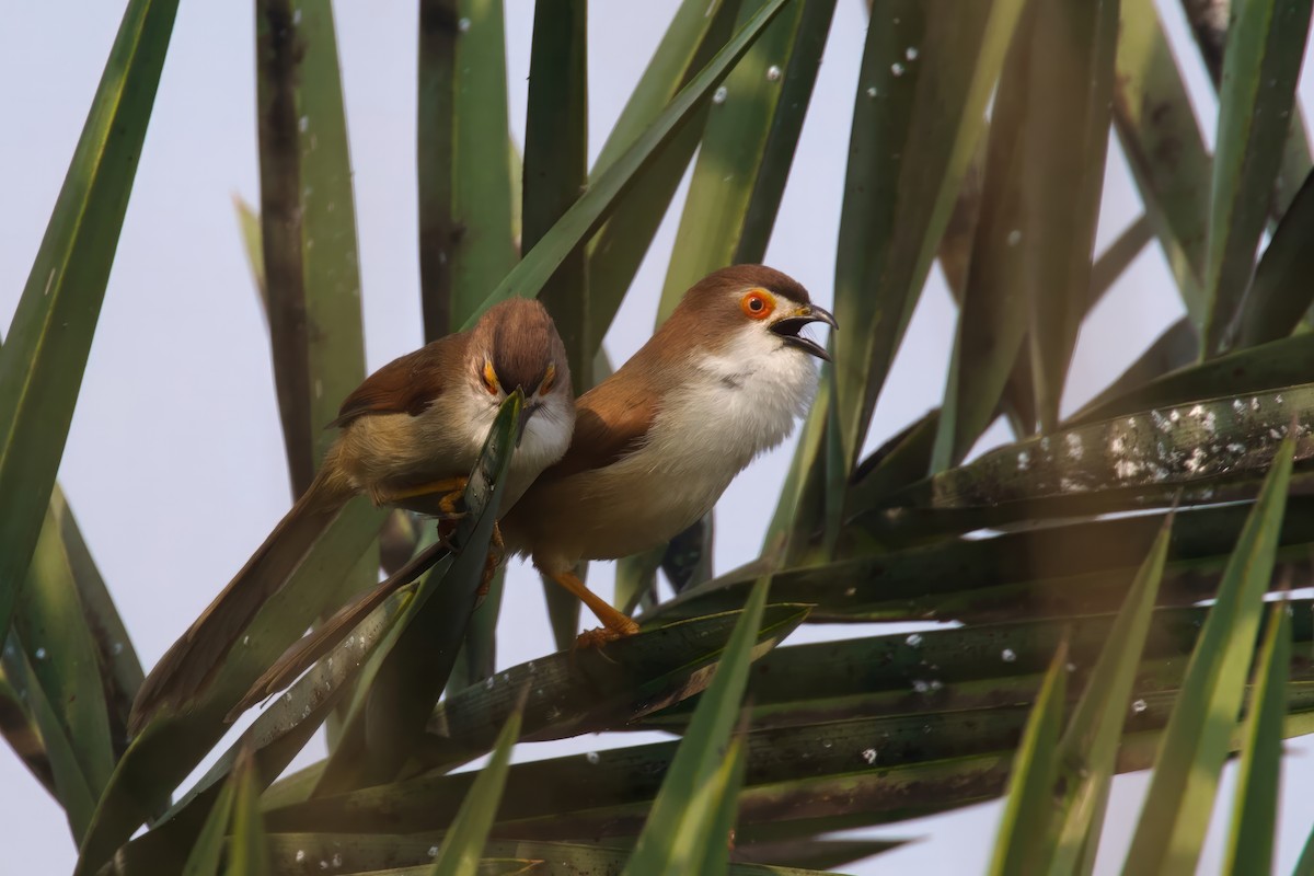 Yellow-eyed Babbler - ML614986398