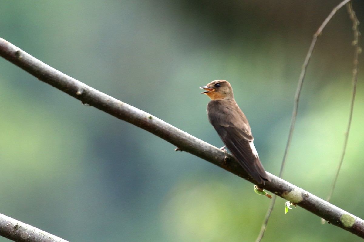 Southern Rough-winged Swallow - ML614986430