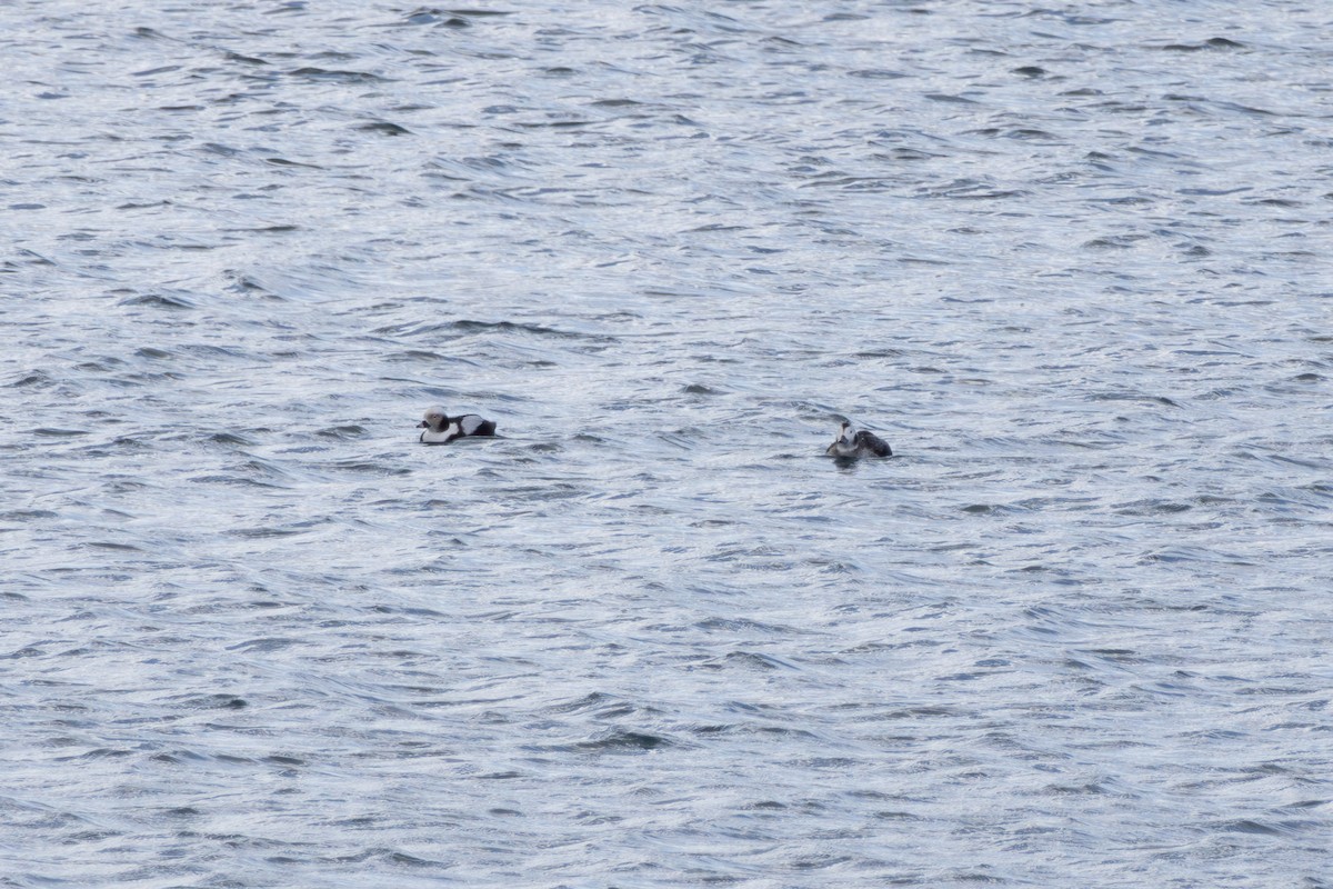 Long-tailed Duck - ML614986462