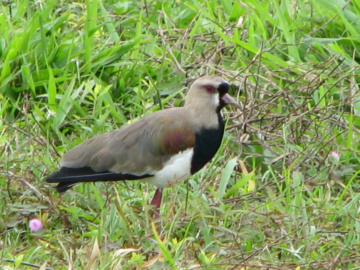 Southern Lapwing - ML614986472