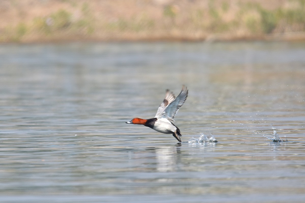 Common Pochard - ML614986477