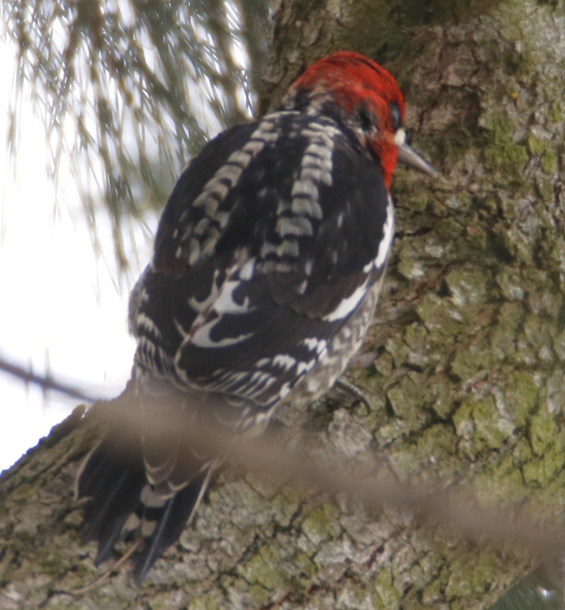 Red-breasted Sapsucker - ML614986504