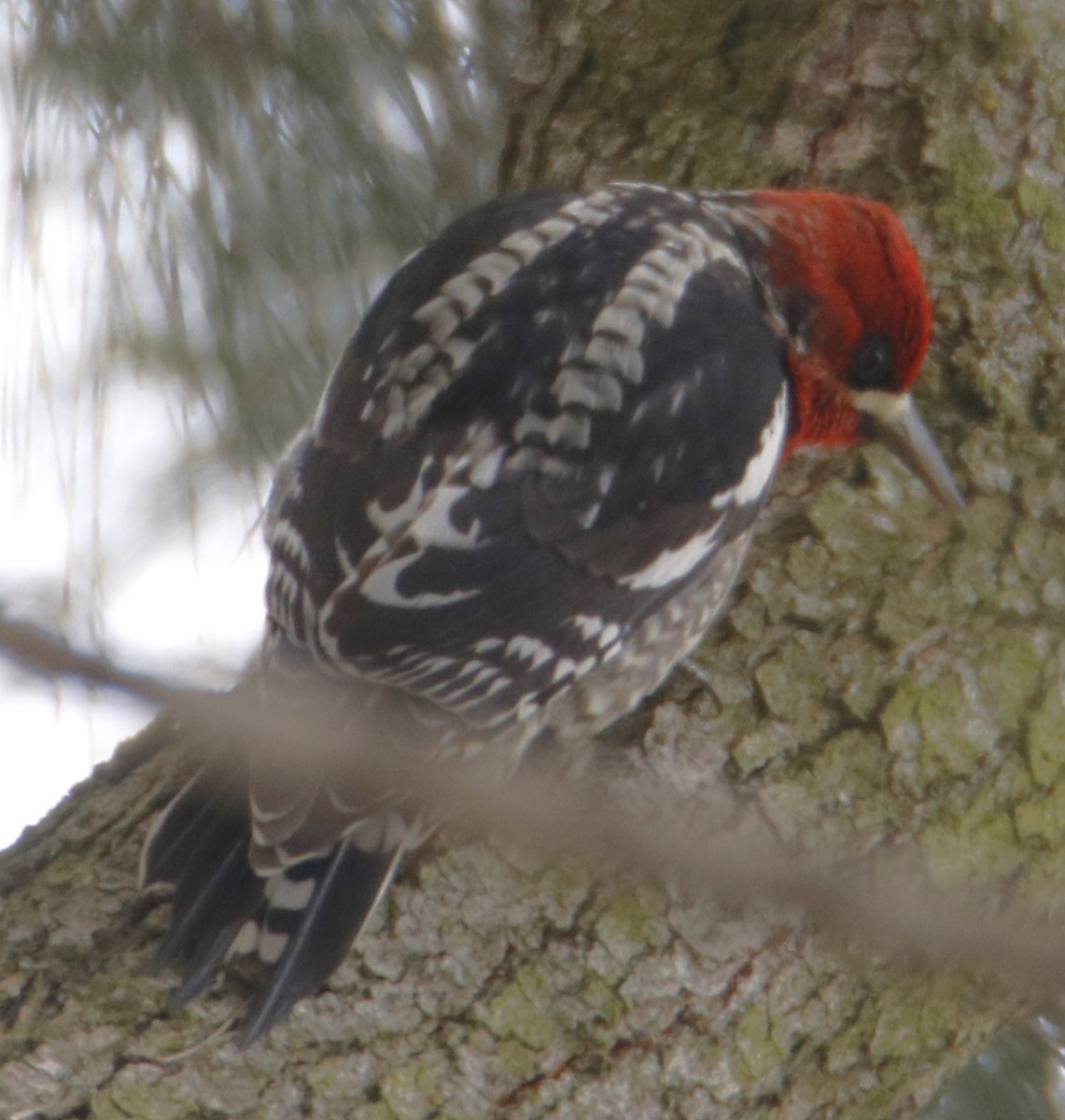 Red-breasted Sapsucker - ML614986506