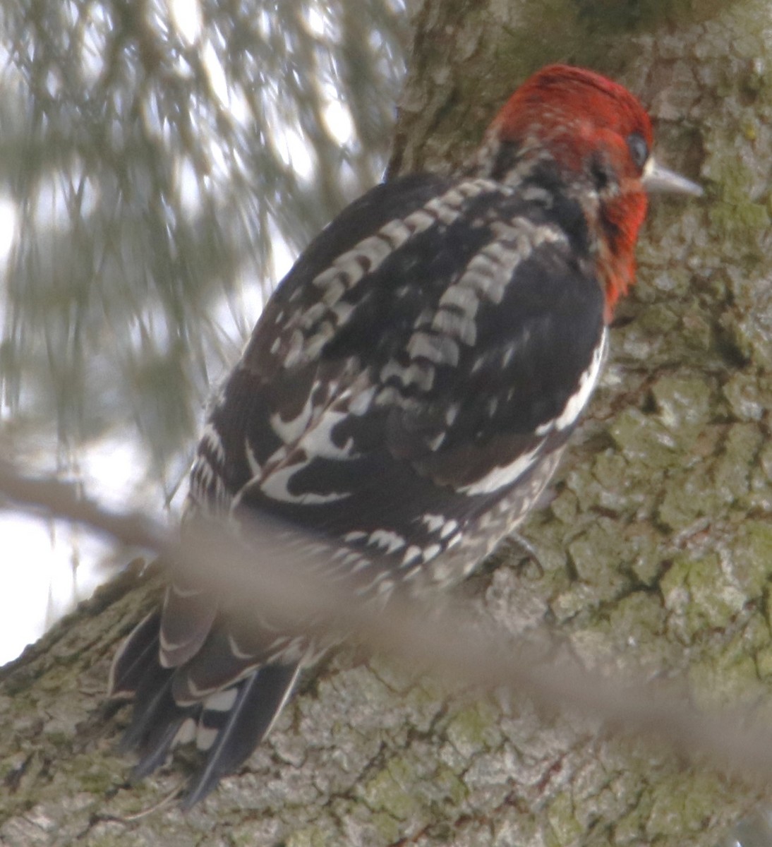 Red-breasted Sapsucker - ML614986507