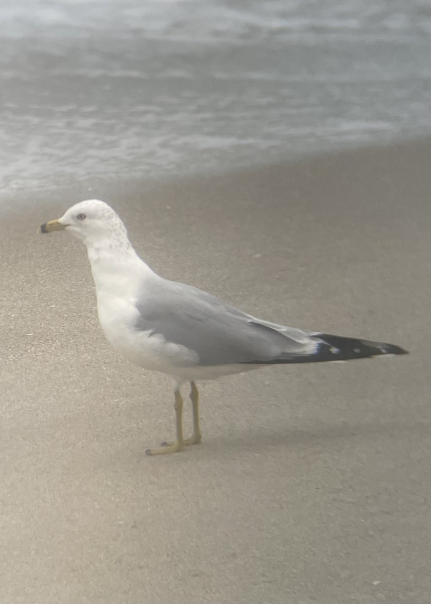 Ring-billed Gull - ML614986537