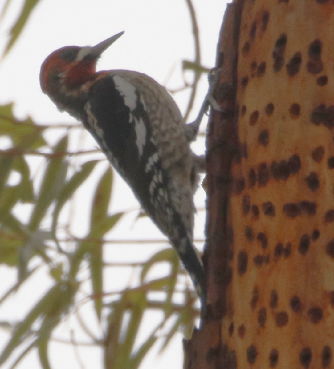 Red-breasted Sapsucker - ML614986563
