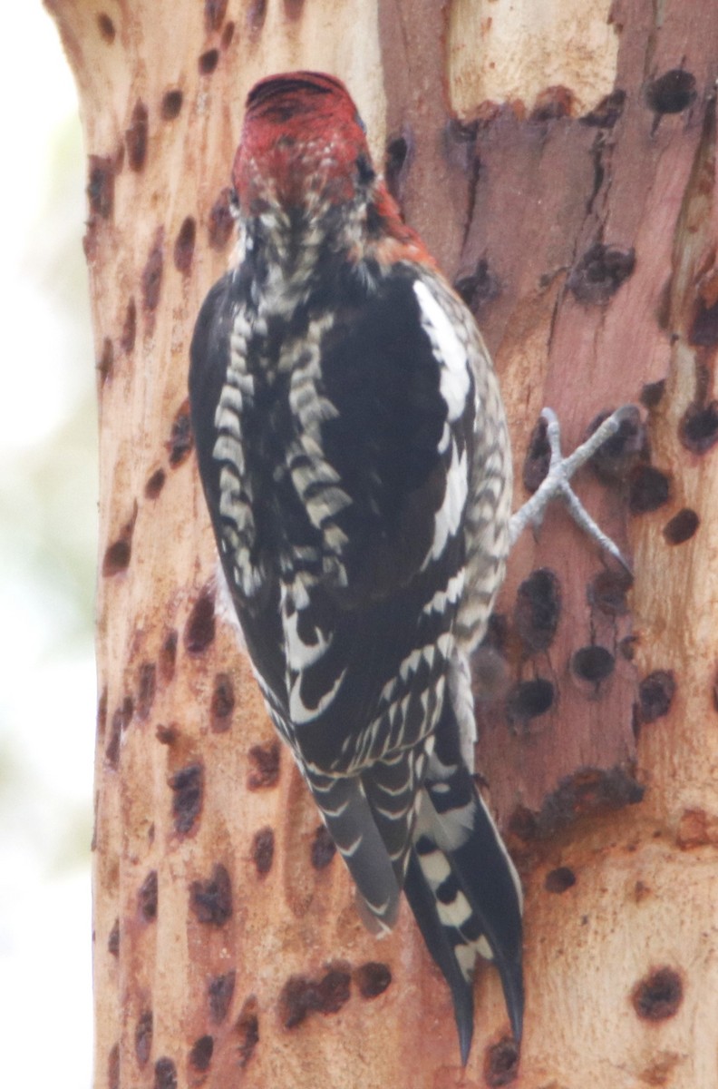 Red-breasted Sapsucker - ML614986565