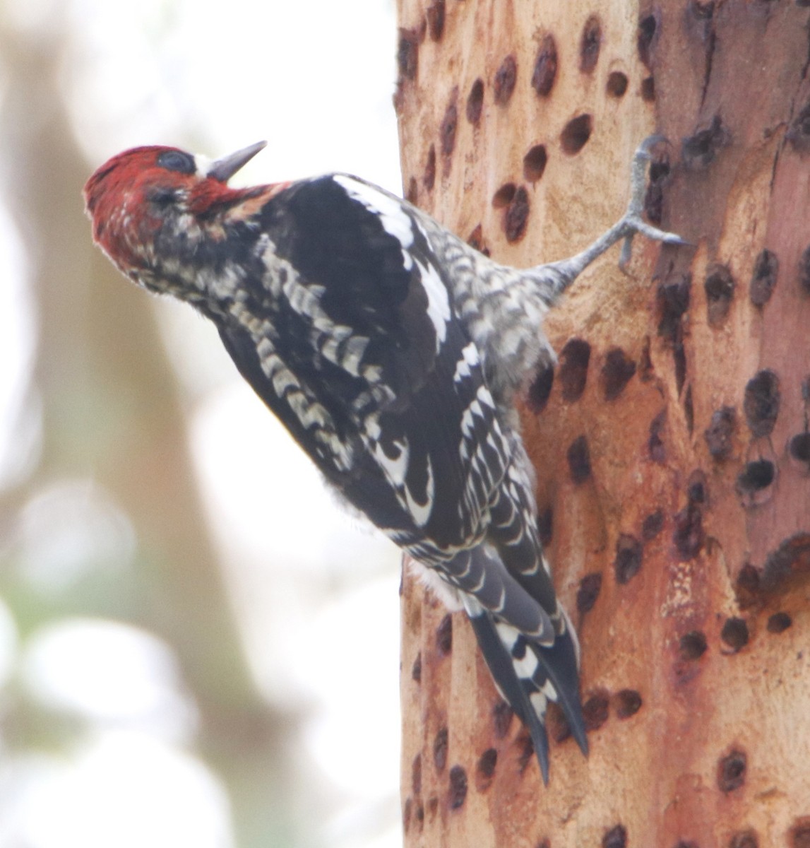Red-breasted Sapsucker - ML614986566