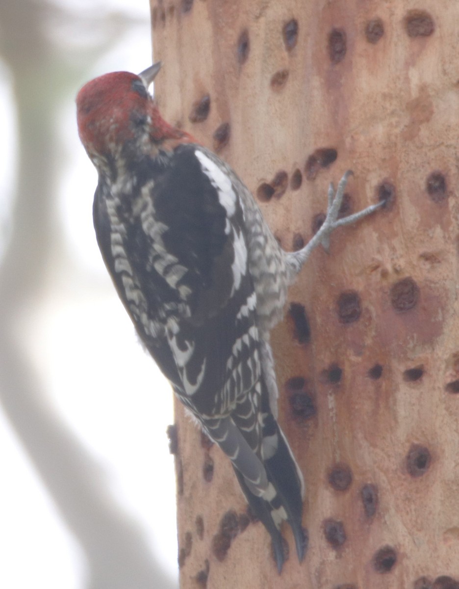 Red-breasted Sapsucker - ML614986567