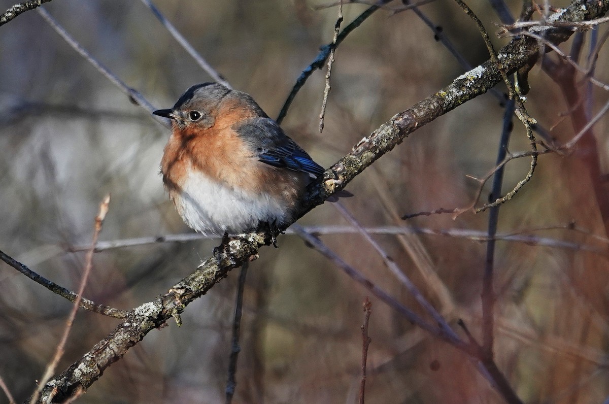 Eastern Bluebird - ML614986573