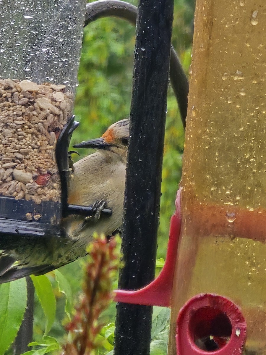 Red-bellied Woodpecker - ML614986581