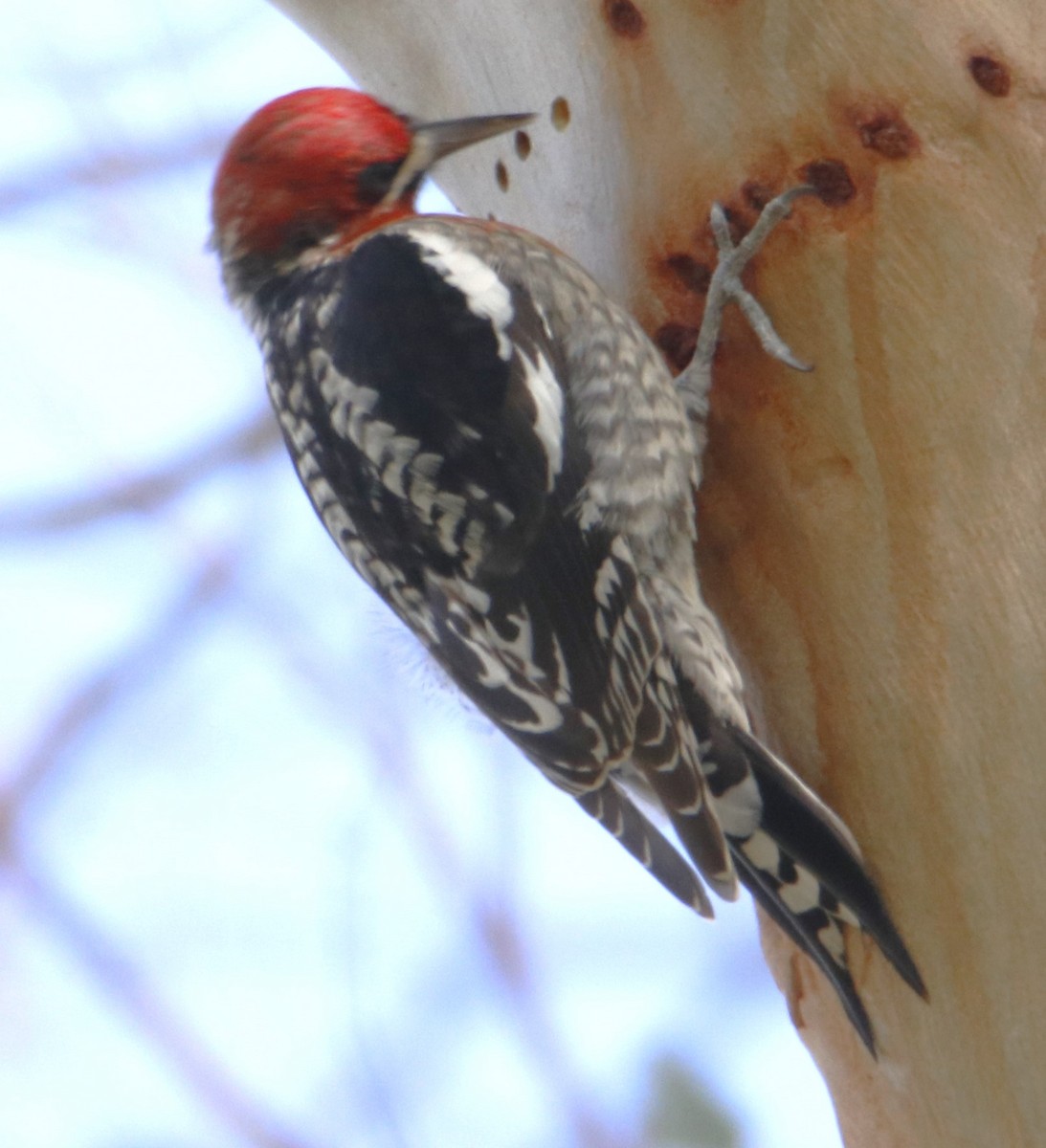 Red-breasted Sapsucker - ML614986593