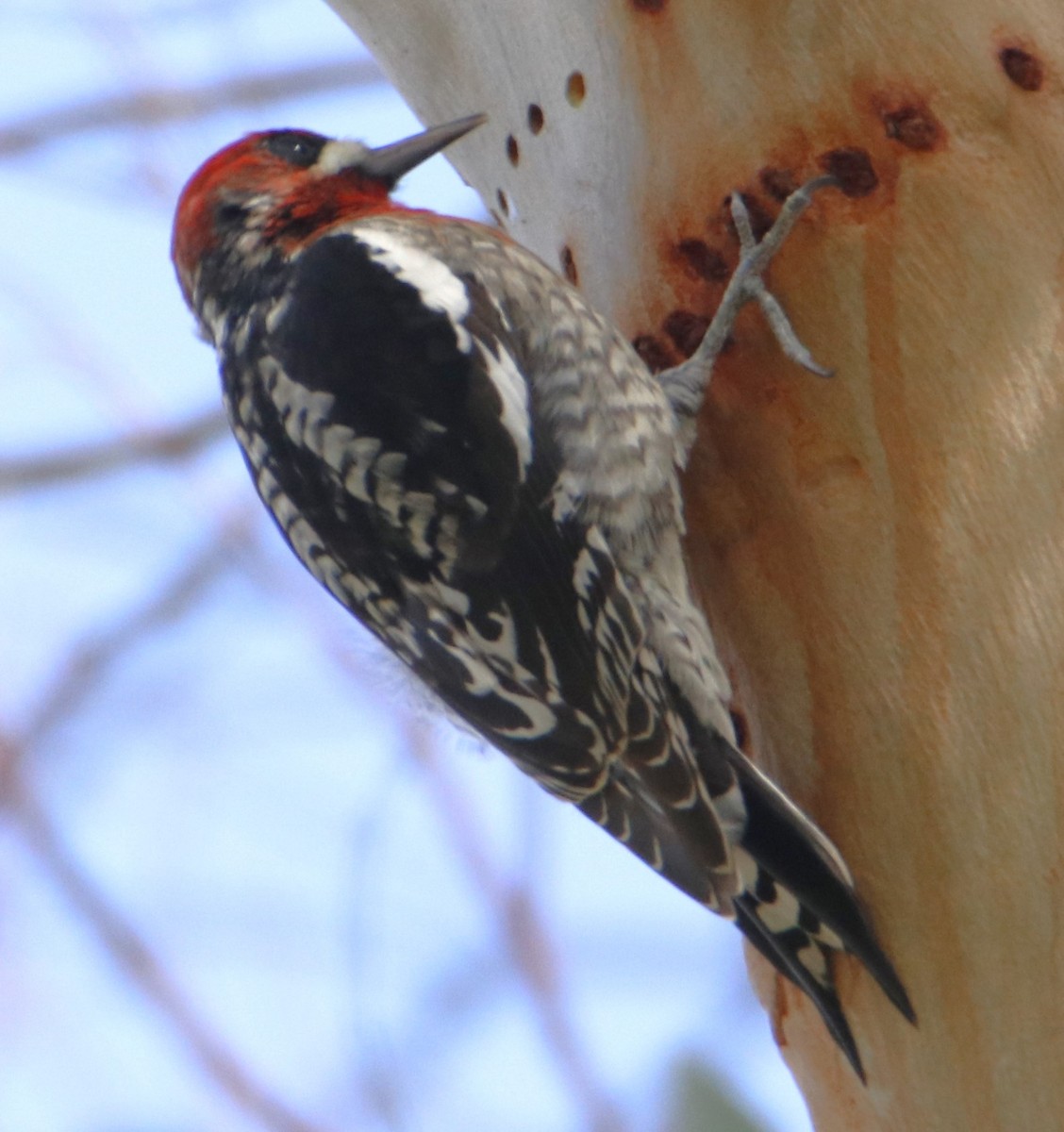 Red-breasted Sapsucker - ML614986594