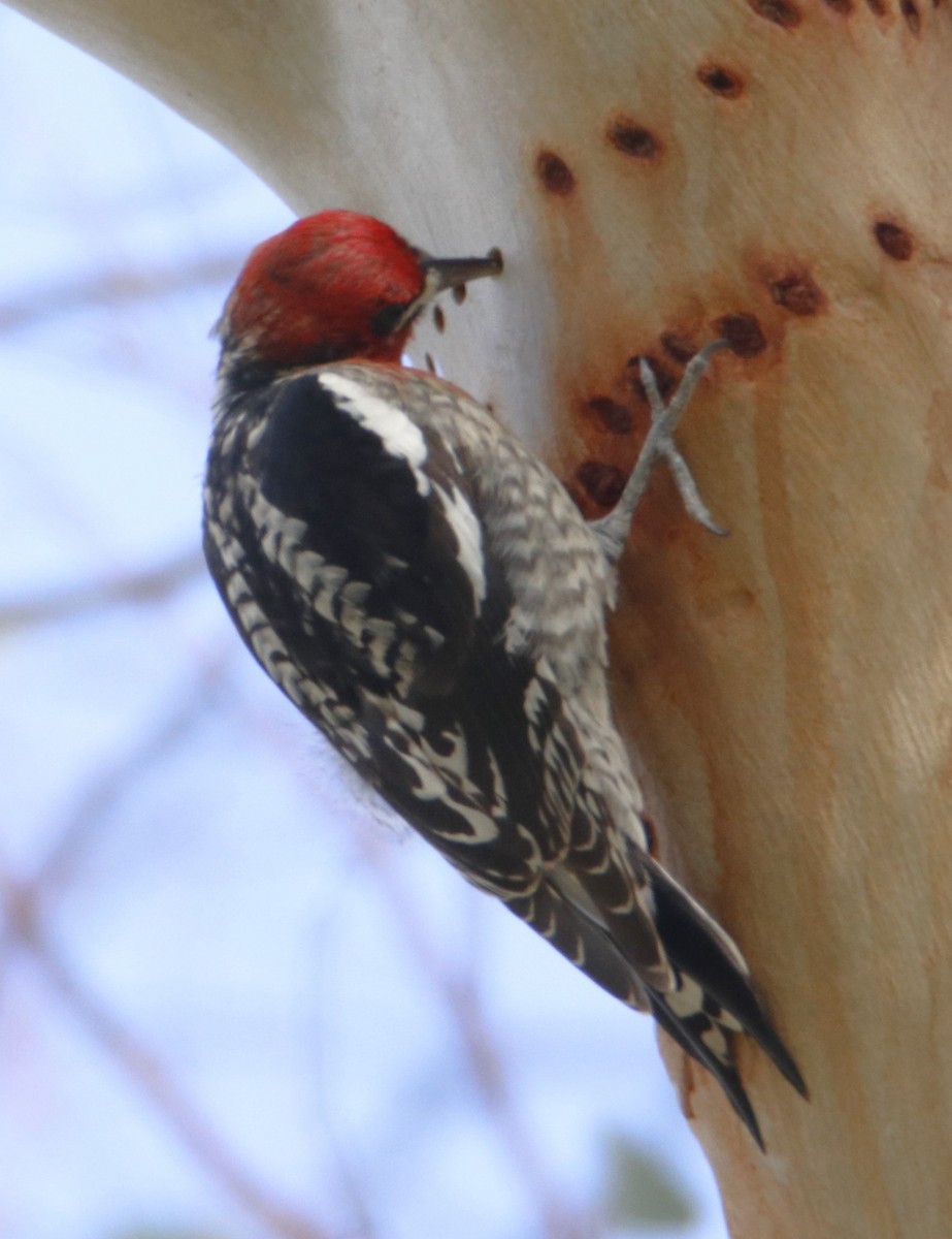Red-breasted Sapsucker - ML614986595