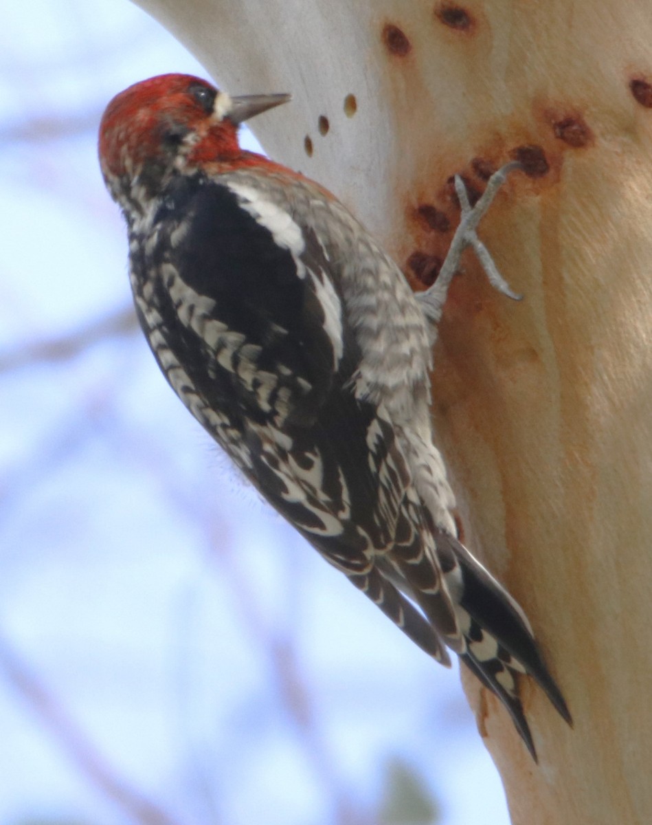Red-breasted Sapsucker - ML614986596