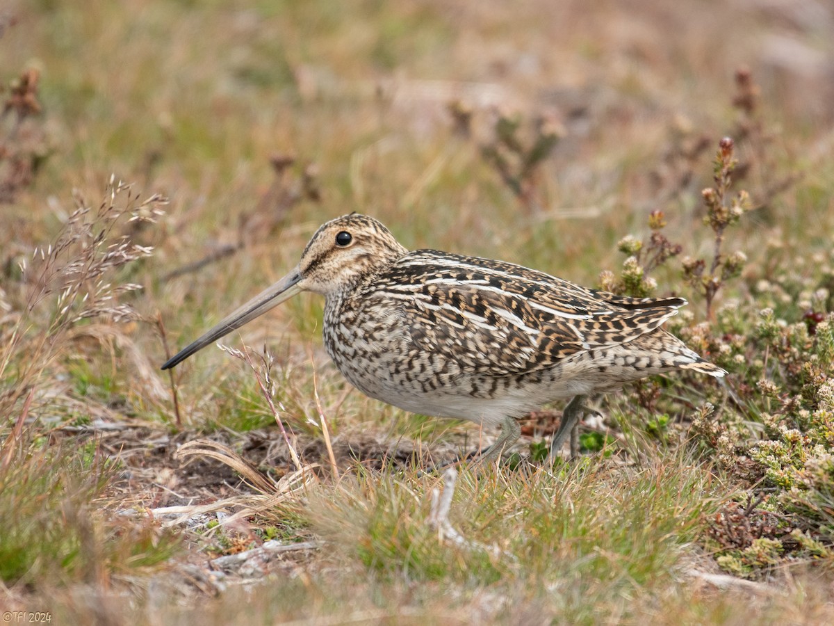 Magellanic Snipe - ML614986598