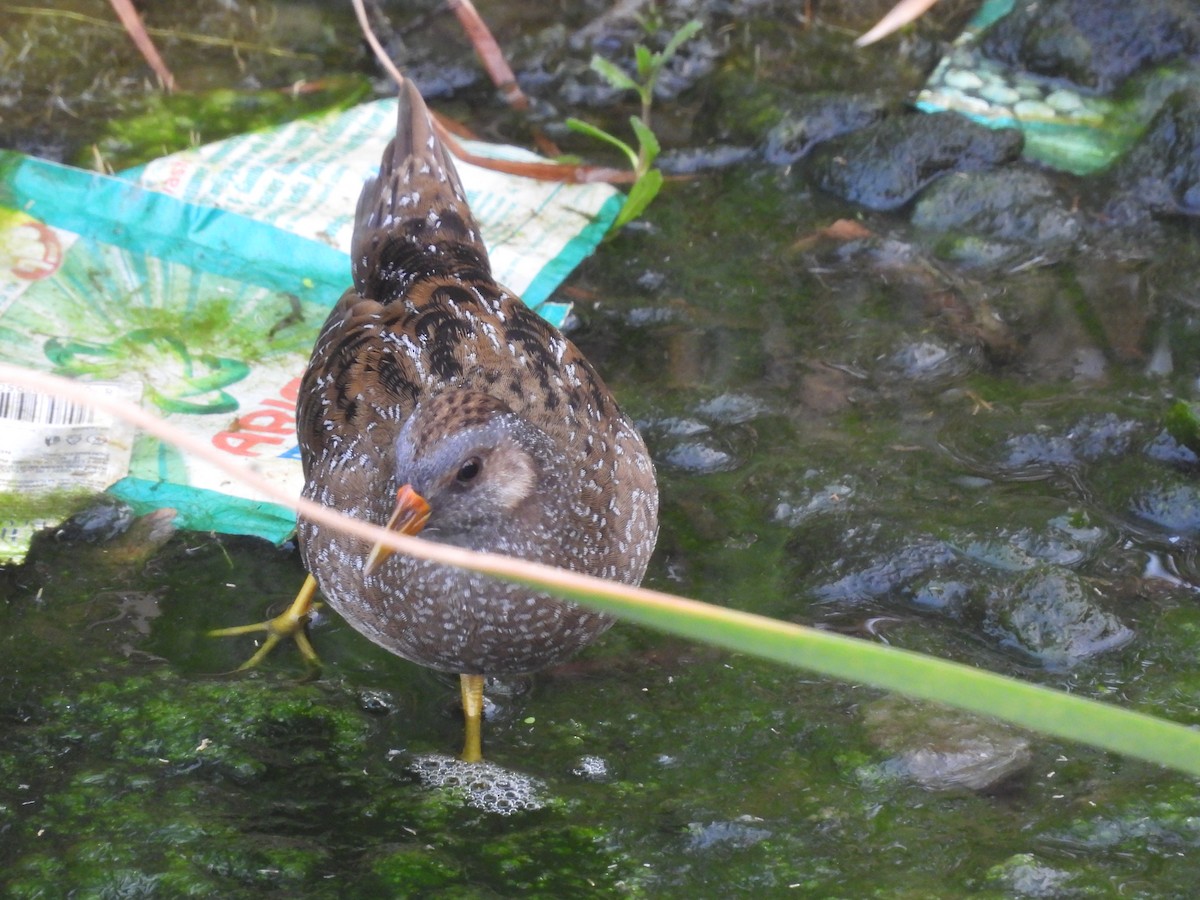 Spotted Crake - ML614986601