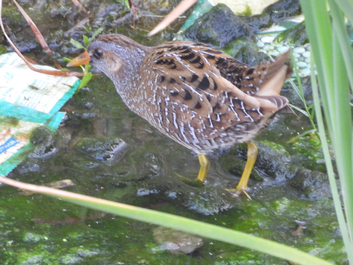 Spotted Crake - ML614986602