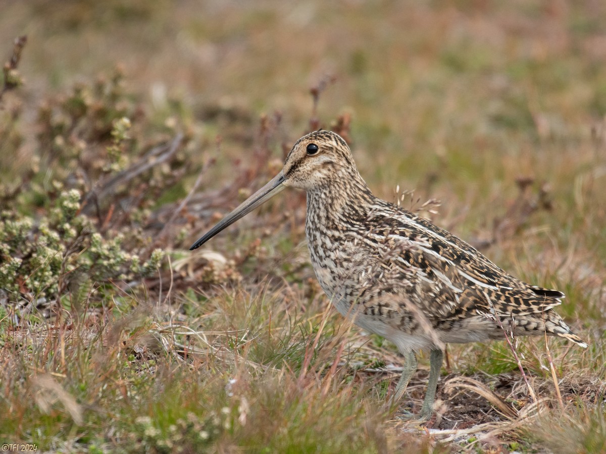 Magellanic Snipe - T I