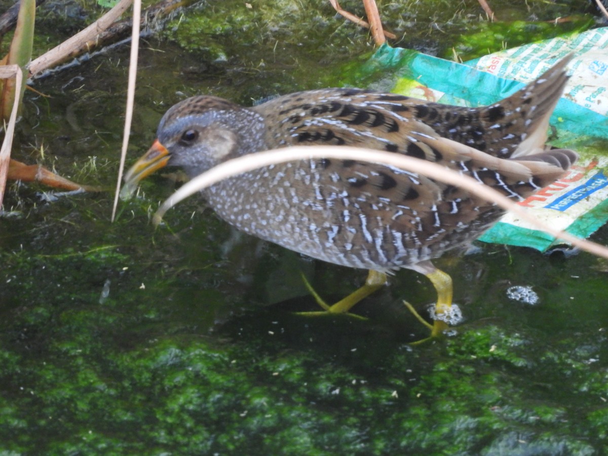 Spotted Crake - ML614986605