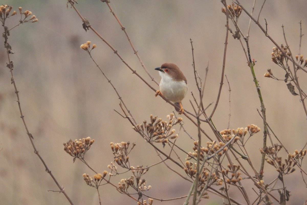 Yellow-eyed Babbler - Sandhya Lenka