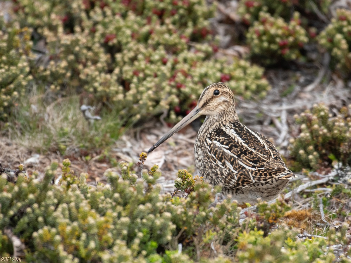 Magellanic Snipe - T I