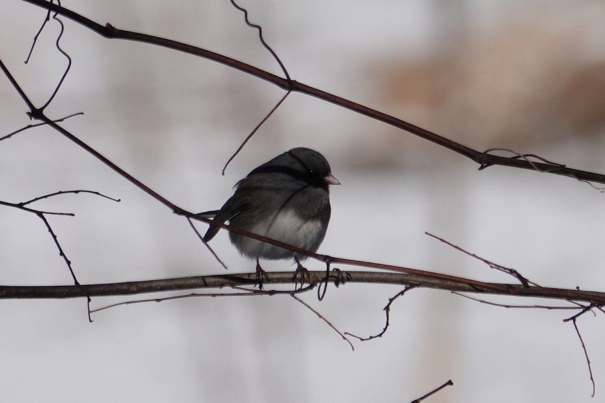 Junco ardoisé - ML614986654