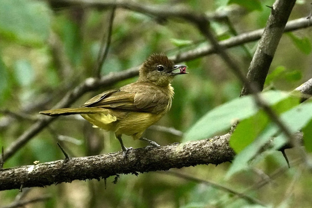 Yellow-bellied Greenbul - Daniel Winzeler