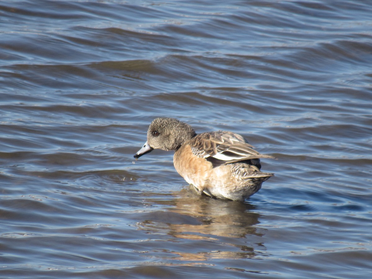 American Wigeon - ML614986667